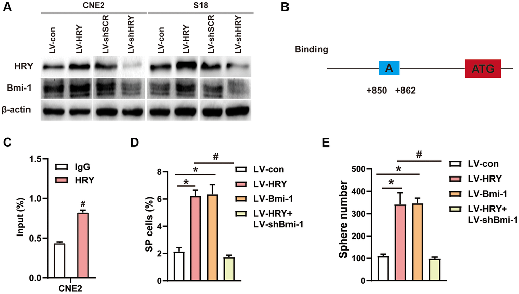 HRY increased the stemness of NPC cells by promoting Bmi-1 expression. (A) Western blotting was used to determine the protein levels of HRY and Bmi-1 in NPC cells transfected with different plasmids. (B) Schematic diagram of the Bmi-1 promoter, displaying possible HRY binding sites. ATG: start codon for translation. (C) ChIP assays were conducted with anti-HRY or IgG antibodies to determine HRY binding sites on the Bmi-1 promoter in CNE2 cells. (D) The proportions of SP cells among CNE2 cells transduced with different plasmids were analyzed using flow cytometry. (E) Tumor sphere formation in CNE2 cells transduced with different plasmids.