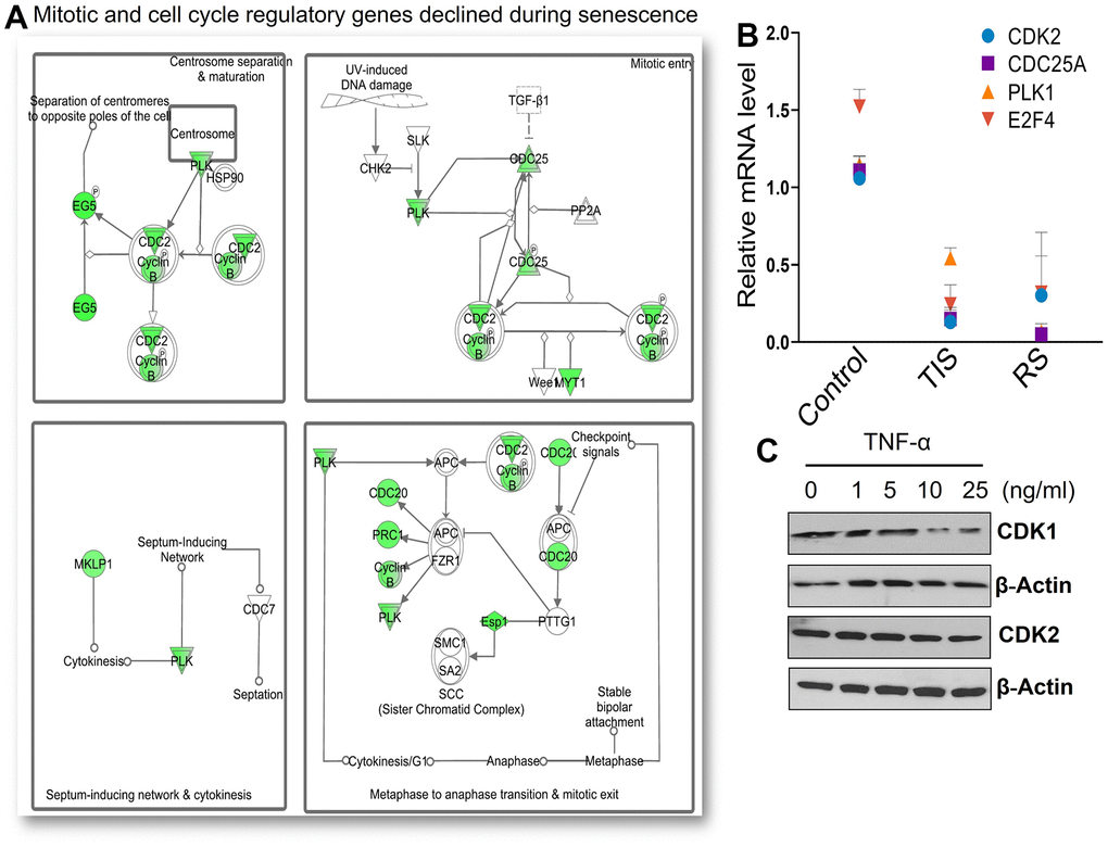 Senescent cells display decreased mitotic gene expression. (A) IPA analysis of significantly downregulated gene sets demonstrates many cell cycle dependent genes including cyclins and CDKs that are essential for G1/ and G2/M transitions. Many mitotic genes that play roles in check points, spindle assembly, and chromosome segregation were downregulated in senescence. (B) mRNA expression levels of selected targets including CDK2, CDC25, PLK1, and E2F4 were validated using RT-PCR. GAPDH levels were used for normalization. Means ± SD are presented in the graph. (C) Protein expression of selected cell cycle genes was validated by Western blot in cells exposed to different concentrations of TNF-α for 72 hours.