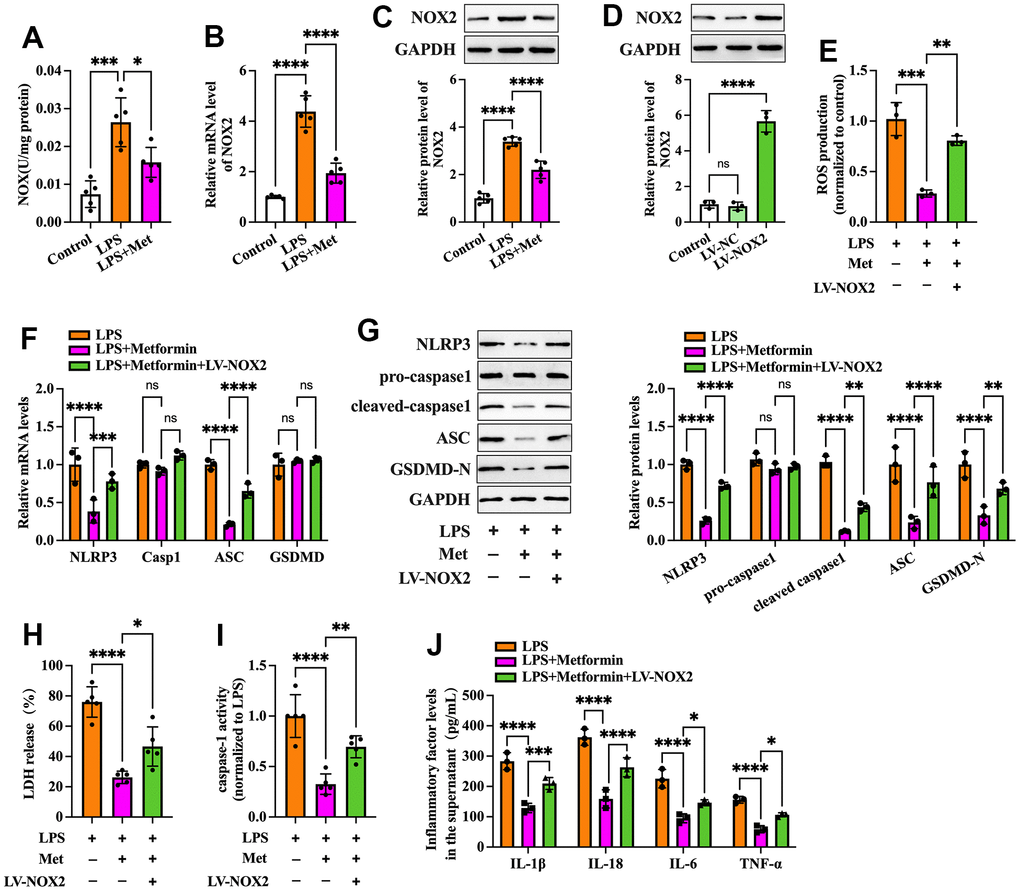 Effects of NOX2 overexpression on the inhibitory effects of metformin on inflammation and KGN cell pyroptosis. (A–C) Cells were pretreated with or without 10 μM LPS for 24 h and then incubated with 20 μM metformin for another 12 h. (A) NOX activity was evaluated using a commercial NOX detection kit; (B) Quantification of NOX2 mRNA expression using RT-PCR; (C) Analysis of NOX2 protein levels using Western blotting; (D) Cells were transduced with PBS, LV-NC, or LV-NOX2 for 48 h. The transfection efficiency was evaluated using Western blot analysis; (E–J) Cells were pretreated with 10 μM LPS for 24 h or transfected with LV-NOX2 for 48 h and then incubated with 20 μM metformin for another 12 h; (E) Intracellular levels of ROS were measured using commercial kits; (F) The mRNA levels of NLRP3, ASC, caspase-1 and GSDMD were detected by RT-PCR; (G) The protein levels of NLRP3, pro-caspase-1, cleaved-caspase-1, ASC and GSDMD-N were detected by Western blot; (H) Levels of LDH in the cell culture medium were examined using an LDH cytotoxicity detection kit; (I) Caspase-1 activity was assessed using a colorimetric caspase-1 activity assay kit; (J) The levels of IL-1β, IL-18, IL-6, and TNF-α in the cell culture supernatant were determined by ELISA. Data are represented as the means ± SD from three independent experiments. *P P P P 