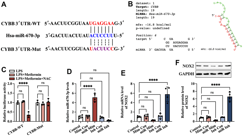 Identification of CYBB as a direct target of miR-670-3p. (A) Schematic diagram showing the predicted miR-670-3p binding site in the human CYBB 3’UTR and corresponding mutation sites. (B) Calculation of the minimum free energy hybridization of miR-670-3p and CYBB 3’ UTR using RNAhybrid tools; (C) The luciferase reporter plasmids (CYBB-WT and CYBB-Mut) were cotransfected into 293T cells with miR-670-3p mimic or its negative control. Forty-eight hours later, the luciferase activity was detected; (D–F) KGN cells were transfected with miR-670-3p mimic/inhibitor or their negative controls for 48 h; (D) RT-PCR analysis of miR-670-3p expression; (E, F) The mRNA and protein levels of NOX2 were determined by RT-PCR and Western blot, respectively. Data are represented as the means ± SD from three independent experiments. ****P 