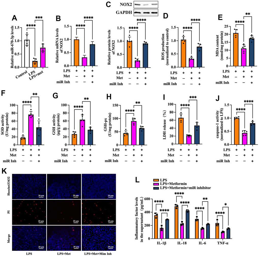 Metformin inhibits ROS production, oxidative stress, and KGN cell pyroptosis by increasing miR-670-3p. (A) Cells were pretreated with or without 10 μM LPS for 24 h and then incubated with 20 μM metformin for another 12 h. miR-670-3p levels were detected using RT-PCR; (B–L) Cells were pretreated with 10 μM LPS for 24 h or transfected with miR-670-3p inhibitor for 48 h and then incubated with 20 μM metformin for another 12 h; (B) Quantification of mRNA expression of NOX2 using RT-PCR; (C) Analysis of NOX2 protein level using Western blot; (D–H) Intracellular levels of ROS, MDA, SOD, GSH, and GSH-px were measured using commercial kits; (I) Levels of LDH in the cell culture medium were examined using an LDH cytotoxicity detection kit; (J) Caspase-1 activity was assessed using a colorimetric caspase-1 activity assay kit; (K) Representative micrographs of PI staining (Red) and Hoechst 33342 staining (Blue); (L) The levels of IL-1β, IL-18, IL-6, and TNF-α in the cell culture supernatant were determined by ELISA. Data are represented as the means ± SD from three independent experiments. **P P P 