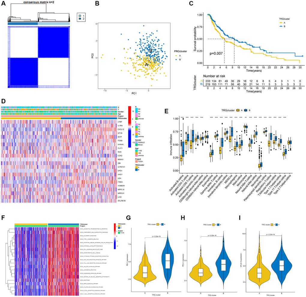 TRG clusters in melanoma samples and clinical characteristics, tumor microenvironment between two clusters. (A) Two TRG clusters were identified using consensus clustering analysis. (B) PCA demonstrated a great difference between the two TRG clusters. (C) The K-M curve illustrated the difference in survival time between the two TRG molecular clusters (p = 0.007); (D) Heatmaps demonstrated the distinctions between TRG clusters in clinical features and TRGs expression in SKCM patients. (E) Different immune cell infiltration between the two molecular clusters. (F) GSVA showed the enriched pathways in TRG clusters, in which red and blue represent activated and inhibited pathways, respectively. (G–I) Expression of PD-1, PD-L1, and CTLA-4 in the two TRG clusters. **p ***p 