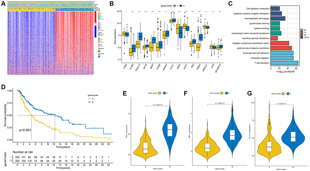 Identification of gene clusters based on DEGs. (A) Heatmap demonstrated the relation between the two gene clusters and clinical conditions. (B) Expression levels of DEGs in the two gene clusters. (C) GO and KEGG analysis of DEGs. (D) The K-M curve showed higher survival in patients in cluster B. (p E–G) Expression levels of PD-1, PD-L1, and CTLA-4 in the two gene clusters. *p **p ***p 