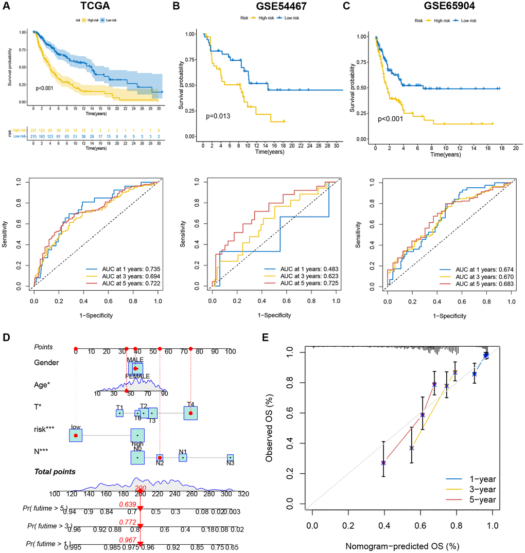 The efficiency of the risk score and comprehensive score in predicting patient survival. (A–C) K-M analysis and ROC curves showed the prognostic value in training and validation cohorts. (D) The nomogram showed the prognostic value of clinicopathological parameters and risk score. (E) The calibration plots indicate the accuracy and specificity of the nomogram.