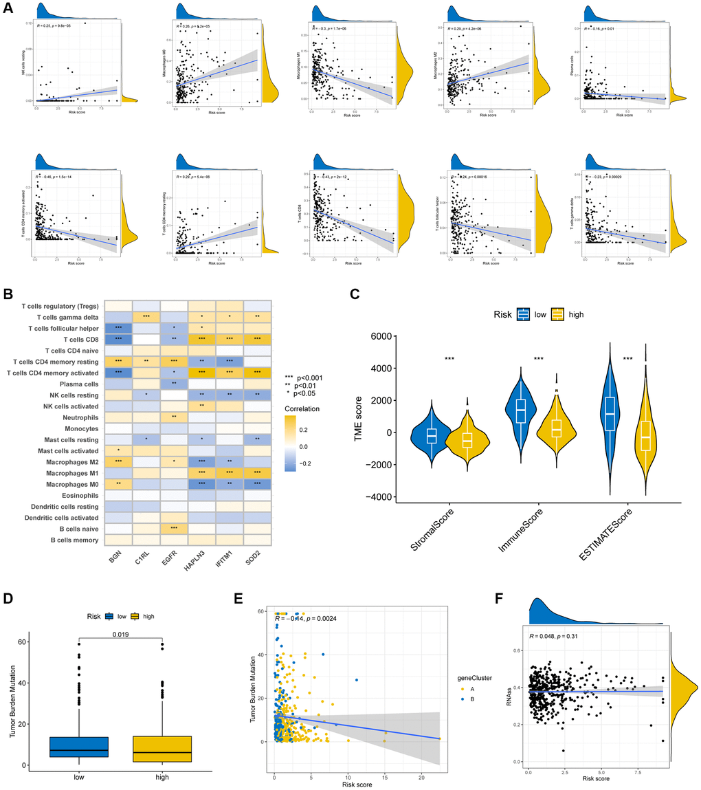 Evaluation of TME in the high-risk and low-risk groups. (A) Relationship between risk score and a series of immune cell types. (B) Correlation between the abundance of immune cells and the six prognostic TRGs. (C) Correlation between risk score and TME scores. TMB (D, E) and CSC (F) in high- and low-risk groups. *p **p ***p 