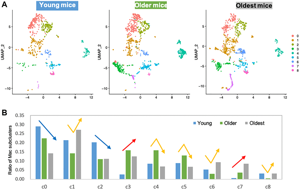 Subclustering of macrophages shows clear trends of age-related decrease or increase. (A) UMAP representation of macrophage subclusters in three age groups. Young mice: 1 and 3 mo. old, Older mice: 18 and 21 mo. old, Oldest mice: 24 and 30 mo. old. (B) Bar graph shows the ratio of individual subcluster macrophages present in each age group. Blue/red arrows are indicated on subclusters that had age-associated decrease/increase. Yellow arrows are indicated on subclusters that showed middle-age-specific tendency.