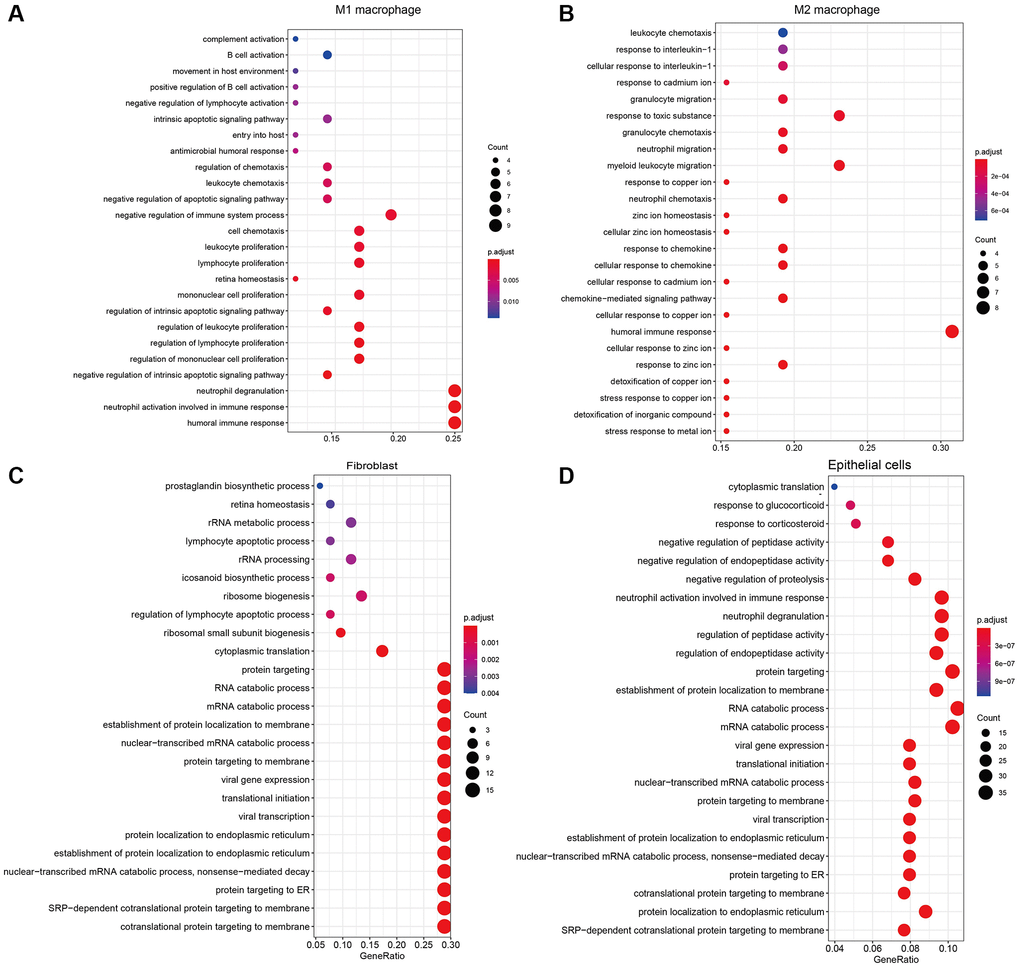 The results of GO enrichment analysis for marker genes of (A) M1 macrophages, (B) M2 macrophages, (C) Fibroblasts, (D) Epithelial cells.