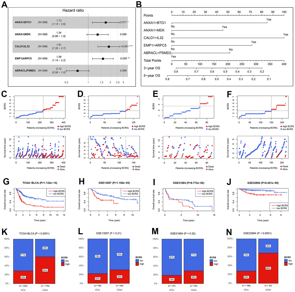 The validation of the prognosis value of BCRS in BLCA. (A) The hazard ratios and the 95% confidence intervals of the variables in the predictive model. (B) A nomogram was drawn to visualize the predictive model. (C–F) The distribution of the BCRSs and survival statuses of the BLCA cases from the TCGA-BLCA cohort (C), the GSE13507 cohort (D), the GSE31684 cohort (E), and the GSE32894 cohort (F). The cut-off values to divide all the subjects in these cohorts into low- and high-BCRS subgroup was equal to 2.75, which was detected by X-tile in the training cohort. (G–J) The Kaplan-Meier survival analyses of BCRS in the TCGA-BLCA cohort (G), the GSE13507 cohort (H), the GSE31684 cohort (I), and the GSE32894 cohort (J). (K–N) The association between the survival statuses and BCRS stratification in the TCGA-BLCA cohort (K), the GSE13507 cohort (L), the GSE31684 cohort (M), and the GSE32894 cohort (N). BCRS, B cell-related score.