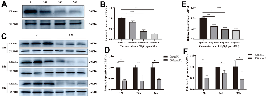 CRYAA expression in vivo experiments. (A, B) The expression of CRYAA protein in HLEB3 cells treated with 0, 300, 500, 700μmol/L H2O2 for 24 hours and (C, D) 0, 500μmol/L H2O2 for 12, 24, 36 hours. (E) The expression of CRYAA mRNA in HLEB3 cells treated with 0, 300, 500, 700μmol/L H2O2 for 24 hours; (F) CRYAA mRNA expression in HLEB3 cells treated with 0 and 500μmol/L H2O2 for 12, 24, and 36 hours. ns p>0.05, *ppp