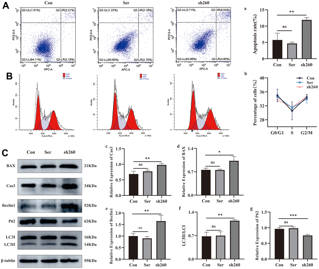 Effect of CRYAA silencing on apoptosis and autophagy. (A, a) Flow cytometry results of apoptosis at 48 h after transfection, sh260 group compared with the normal group, with statistical significance, ** pB, b) CRYAA silencing had no effect on the cell cycle. (C) WB results for apoptosis and autophagy proteins, c and d are the result of the apoptotic proteins Cas3 and Bax, sh260 group compared with the normal group, with statistical significance, ** pppp