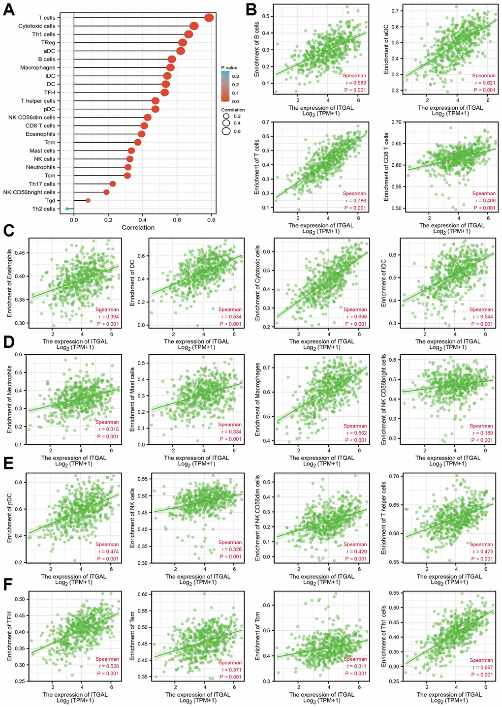 Correlation between ITGAL expression and immune infiltrates. (A–F) Correlation between ITGAL expression and diverse immune infiltrates in NSCLC.