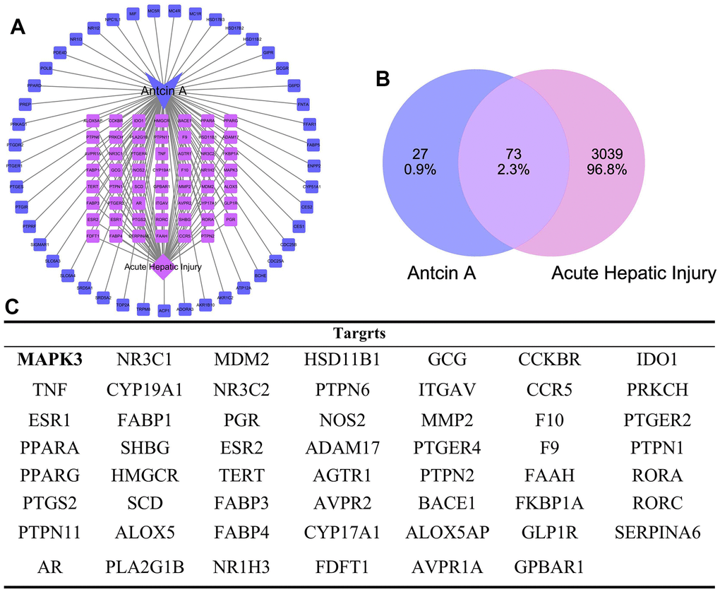 Intersected targets between Antcin A and liver injury. (A, B) PPI network construction and topology analysis suggested that there were 100 drug targets, 3039 disease-related genes, and the intersection between these gene sets resulted in 73 intersected genes, including 14 core targets (like MAPK3). (C) Display of all targets.