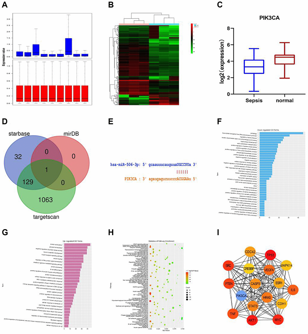 Bioinformatics analysis. (A) The gene expression in GSE101639 was subjected to quantile normalization. (B) DEGs in normal group and sepsis group. (C) It was found in GSE154918 that the expression of PIK3CA was down-regulated in sepsis compared with that in normal samples. (D) The upstream miRNAs of PIK3CA were evaluated through miRDB, starBase and TargetScan, and the DEG of miR-506, a key regulator of PIK3CA, was obtained from the intersection. (E) miR-506 of PIK3CA had a targeted binding region. (F) GO enrichment analysis was performed using the online tool DAVID. A total of 37 down-regulated pathways were enriched, including autophagy, transcription elongation from RNA polymerase II promoter and regulation of blood pressure. (G) 30 up-regulated pathways, including protein SUMOylation, glucose homeostasis and negative regulation of protein kinase activity. (H) KEGG pathway analysis was conducted on the integrated DEGs using DAVID. (I) The hub gene was obtained by Cytoscape.