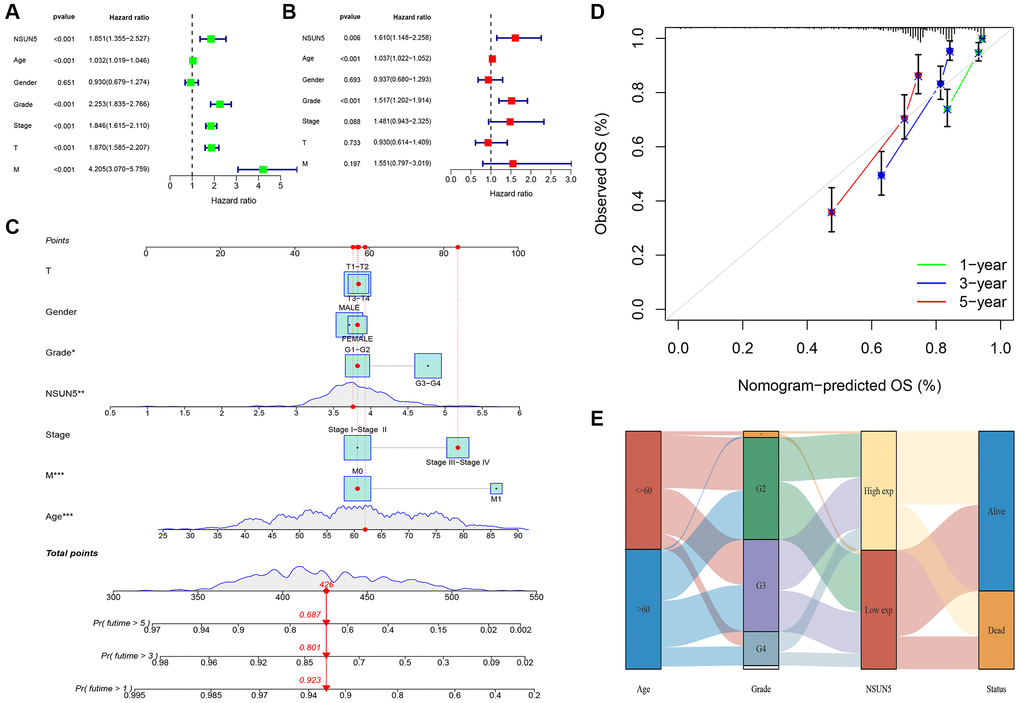 Prognostic signature of independent prognostic factors for KIRC OS. (A, B) Forrest plot of the independent prognostic factors in KIRC. (C) The nomogram of the risk model for predicting the OS probability of ccRCC patients. The whole points projected on the bottom scales indicate the likelihood of 1-, 3-, and 5-year OS. (D) The calibration plot for the nomogram predicting 1-, 3-, and 5-year OS. (E) Sankey Diagram of age, grade, NSUN5, and clinical outcomes.