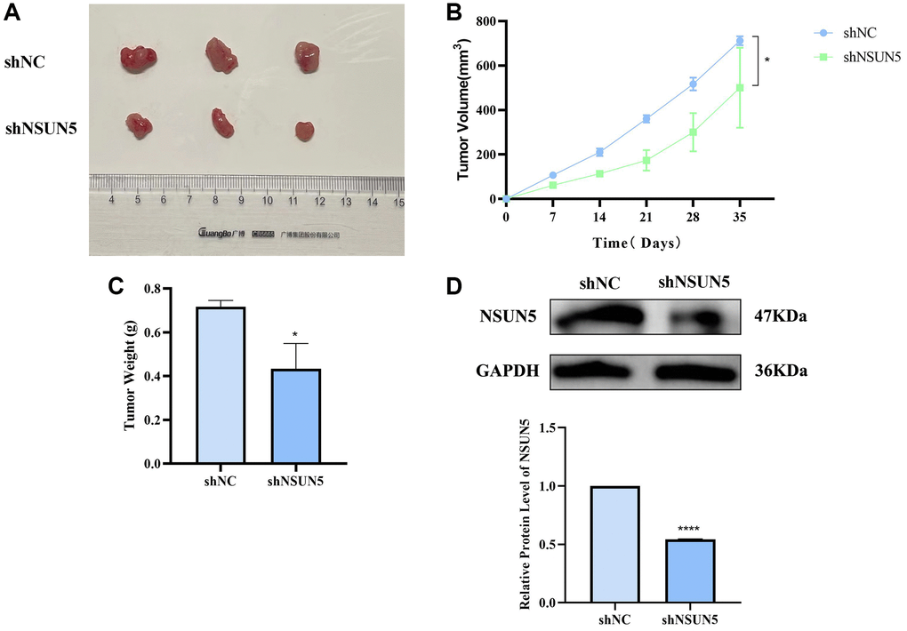 Verify the tumorigenic effect of NSUN5 in vivo. (A) The image of subcutaneous xenograft tumors of 786-O cells transfected with sh-NC and sh-NSUN5. (B) The curve of xenograft volume over time. (C) The comparison of tumor weight between the two groups. (D) Detection of NSUN5 expression in two groups of tumors. The data are shown as mean ± SD (*P ****P 