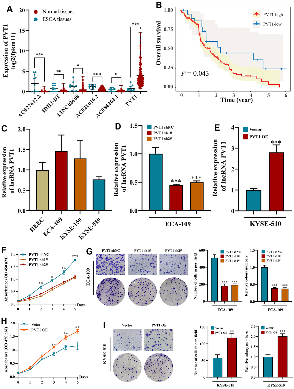 Effects of inhibiting the expression of PVT1 in cell proliferation and migration in vitro. (A) The expression of PVT1 in normal and ESCA tissues. (B) KM survival analysis for ESCA patients with different PVT1 expressions; (C) The expression of PVT1 in HEEC and ESCA cells; (D) The transfection efficiency of PVT1-sh1#/sh2# in ECA-150 cell; (E) The transfection efficiency of PVT1-OE in KYSE-510 cell; (F, G) Knockdown of PVT1 inhibited ECA-150 cell proliferation and colony formation ability. (H, I) Overexpression of PVT1 promoted KYSE-510 cell proliferation and colony formation ability. Data are presented as mean ± SD. (*p 