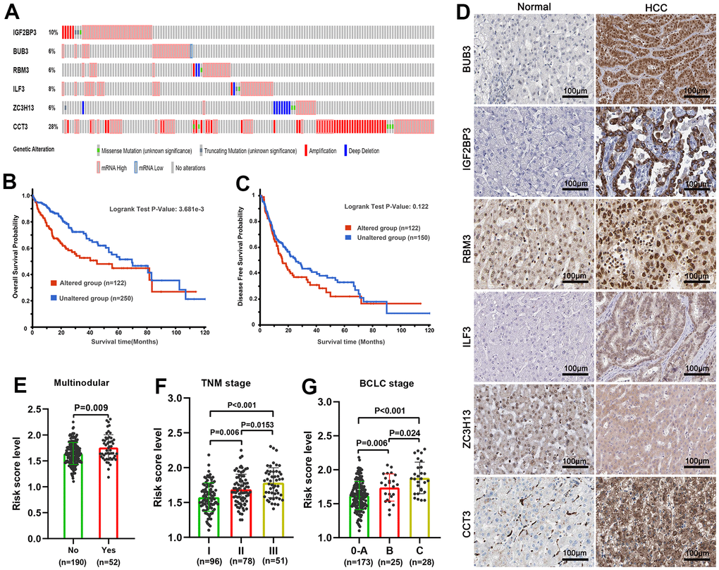 Genetic alteration and protein expression analysis of six spliceosome-related genes signature in HCC. (A) The summary of genetic alterations of each spliceosome-related gene in the cBioPortal database. (B) Patients with genetic alteration have poorer overall survival probability. (C) There was no statistical difference in disease-free survival probability between the patients with genetic alteration and without genetic alteration. (D) The representative protein expression and localization of the BUB3, IGF2BP3, RBM3, ILF3, ZC3H13, and CCT3 in HCC and adjacent normal liver tissues. (E–G) The risk score was incrementally increased with increasing tumor nodular (E), TNM staging (F), and BCLC staging (G) in the training set.