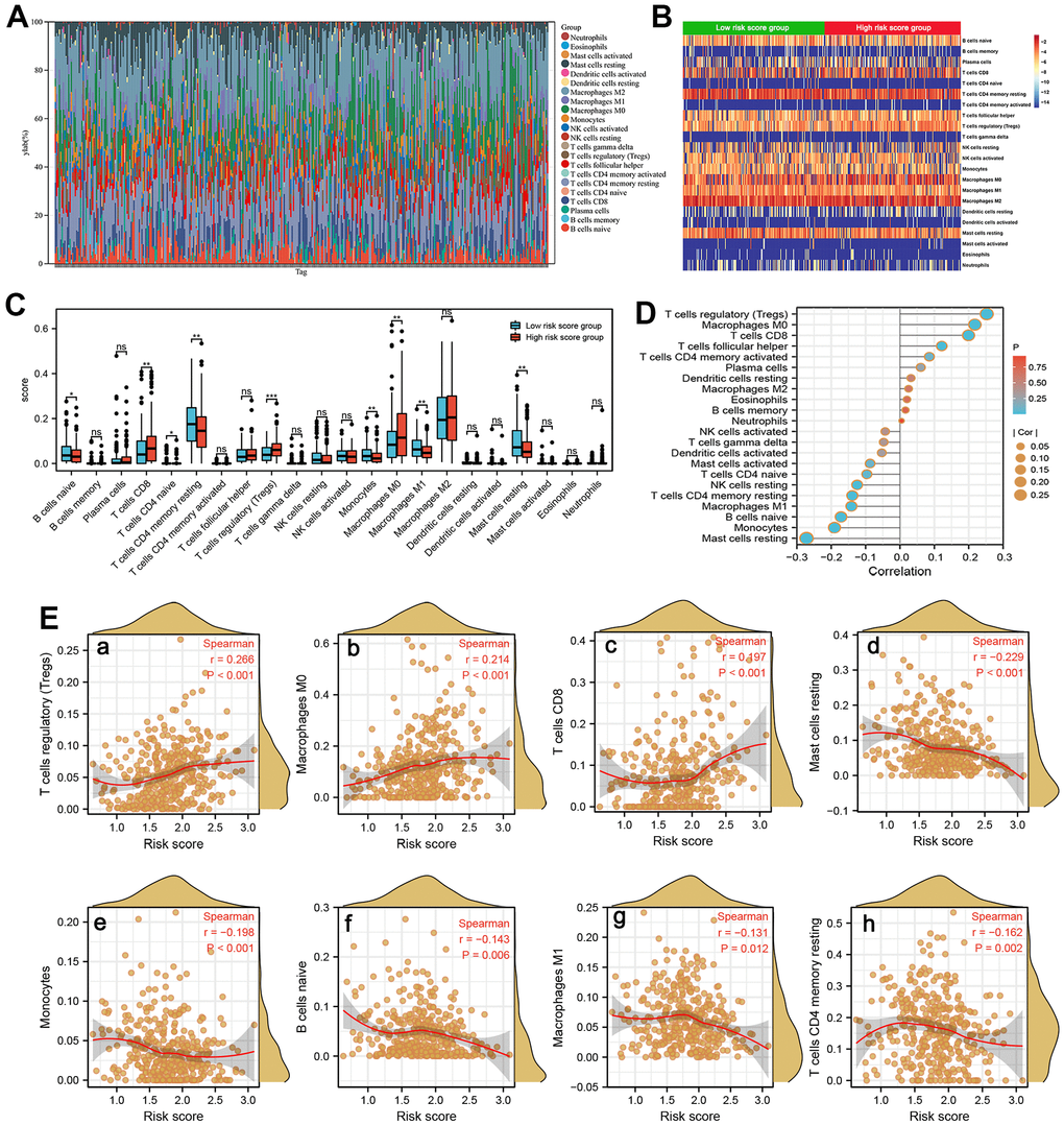 Immune infiltration analysis. (A) The estimated fractions of 22 immune cells in each HCC sample using the CIBERSORT algorithm and visualized in a bar plot. (B) The heat map exhibited the differences in the fraction of 22 immune cells between the high-risk score and low-risk score groups. (C) The comparison of estimated fractions of 22 immune cells between the high-risk and low-risk score groups. (D) The correlation between the risk score and 22 tumor-infiltrating immune cells in HCC using the ssGSEA algorithm. (E) The correlation of risk score with immune infiltration level of T cells regulatory (a), Macrophages M0 (b), T cells CD8 (c), Mast cell resting (d), Monocytes (e), B cells naive (f), Macrophages M1 (g), and T cells CD4 memory resting (h).