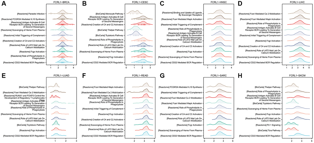 GESA for DEGs of high- and low-FCRL1 group in different cancer types. (A) BRCA, (B) CESC, (C) HNSC, (D) LIHC, (E) LUAD, (F) READ, (G) SARC, (H) SKCM.