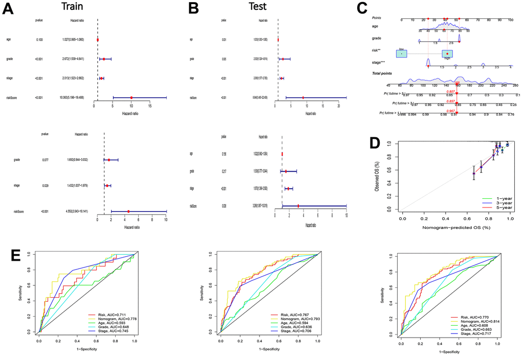 Test of risk prediction model for UCEC patients and nomogram quantitative prediction of survival time and correction of UCEC patients. (A) Univariate and multivariate analysis were performed to assess the clinicopathological prognostic value of the prediction model in the training group. (B) Univariate and multivariate analysis were performed to assess the clinicopathological prognostic value of the prediction model in the test group. (C) Nomogram for predicting the 1-, 3-, and 5-year OS of UCEC patients. (D) Calibration curves for the prediction of 1-, 3- or 5-year overall survival of UCEC patients. (E) ROC curves for predicting the 1-, 3-, and 5-year OS of UCEC patients.