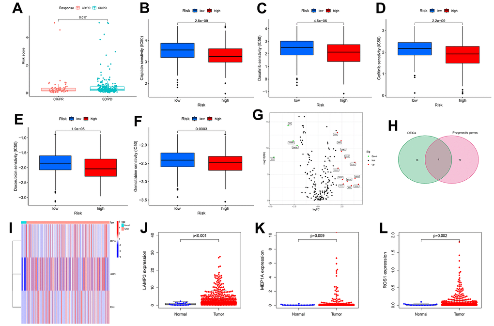 Risk scores are associated with immunotherapy and chemotherapeutic drug response and identification of differentially expressed genes. (A) The correlation between risk scores and immunotherapy response. (B–F) The correlation between risk scores and Chemotherapeutic drug sensitivity. (G) volcano plot of Differentially expressed IRGs (DEIRGs): upregulated DEIRGs are indicated by red dots, and downregulated DEIRGs are indicated by green dots. (H) The DEIRGs were intersected with the genes included in the model. (I) Heat map of LAMP3, MEP1A and ROS1 between tumor and normal tissues. Box plots showed the expression of LAMP3 (J), MEP1A (K) and ROS1 (L) in normal and UCEC tissues from TCGA.