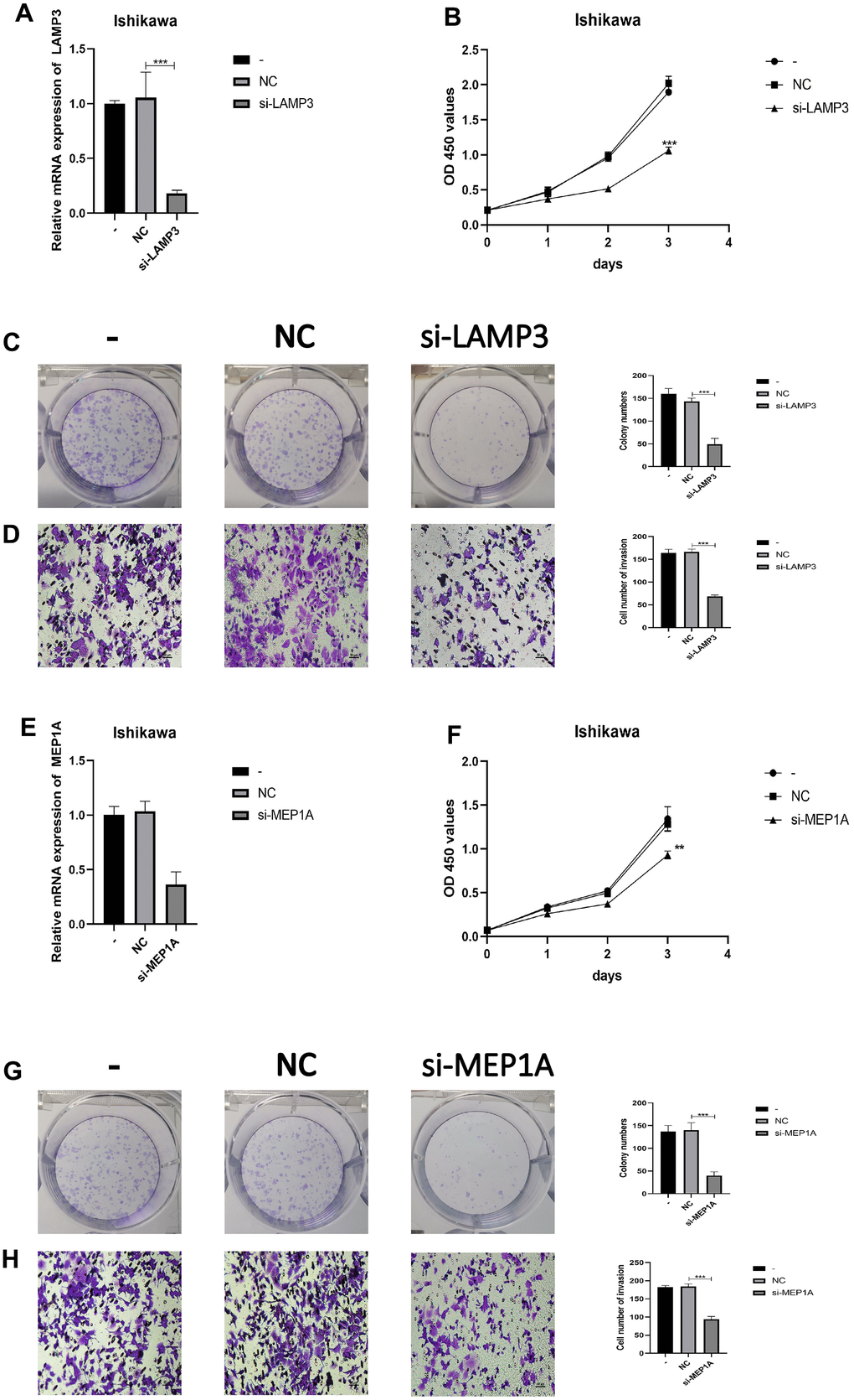 LAMP3 and MEP1A regulates the biological behavior of Ishikawa cell lines. (A) PCR was used to verify knockdown efficiency of LAMP3. (B, C) CCK-8 and colony formation assays were used to evaluate the proliferation effect of LAMP3. (D) Effect of LAMP3 on invasion assessed using the Transwell assay. (E) PCR was used to verify knockdown efficiency of MEP1A. (F, G) CCK-8 and colony formation assays were used to evaluate the proliferation effect of MEP1A. (H) Effect of MEP1A on invasion assessed using the Transwell assay.