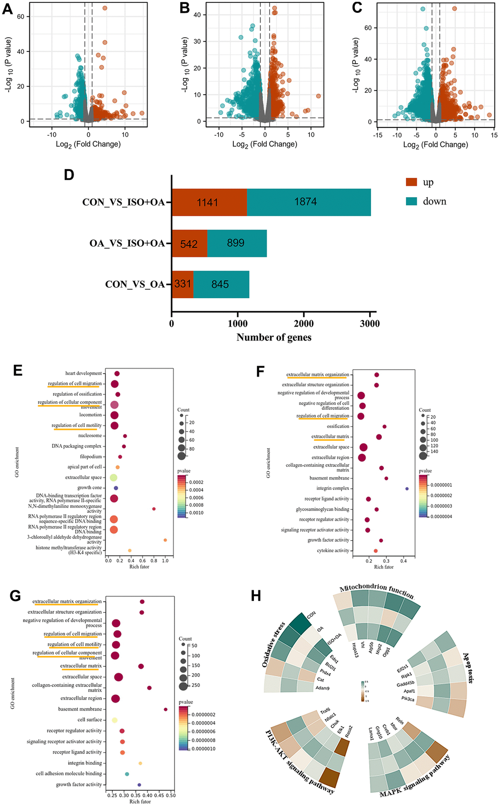 The result of RNA-seq analysis. (A–C) The volcano plot shows the distribution of genes and the results of significant differences in genes. (A) Control group vs OA group. (B) OA group vs ISO+OA. (C) Control group vs ISO+OA. (D) The up-regulation and down-regulation of gene in this study, Fold change > 1.5, p D–F) The GO enrichment analysis. (E) Control group vs OA group. (F) OA group vs ISO+OA. (G) Control group vs ISO+OA. (H) Heat map of the representative function.