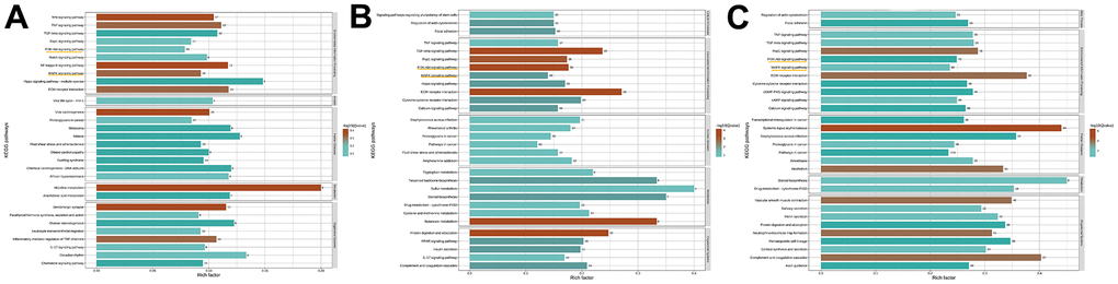 The result of KEGG analysis. (A) Control group vs OA group. (B) OA group vs ISO+OA. (C) Control group vs ISO+OA.