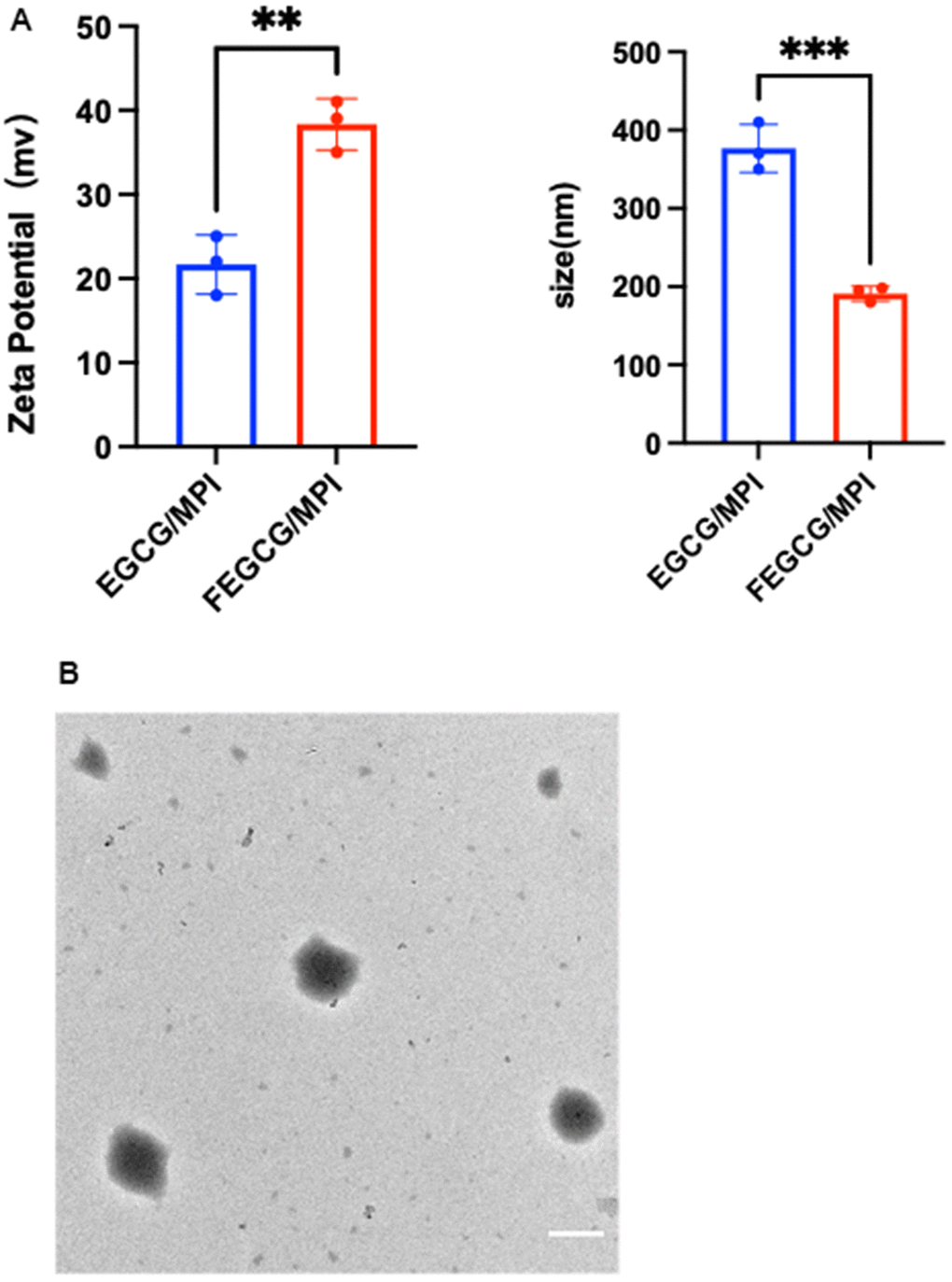 Characterization of FEGCG@MPI NPs. (A) Size contribution of FEGCG@MPI NPs, and EGCG@MPI NPs. Zeta potential of FEGCG@MPI NPs, and EGCG@MPI NPs. (B) TEM images of FEGCG@MPI NPs. Scale bar = 100nm.