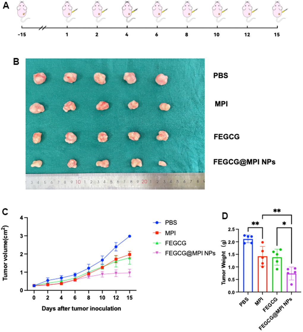 Antitumor efficacy of FEGCG@MPI NPs in vivo. (A) Experimental scheme. Hep3B cells (2× 106) injected subcutaneously into nude mice. After two weeks, the mice were randomized and given the drug. (B) Representative photographs of collected tumor tissues. (C) The tumor growth curves of individual mice, and (D) the tumor weight of mice after treated with PBS, FEGCG, MPI, and FEGCG@MPI NPs (n=5). Data are presented as the means ± SD. Error bars represent the standard deviations of at least three separate measurements. *P P 