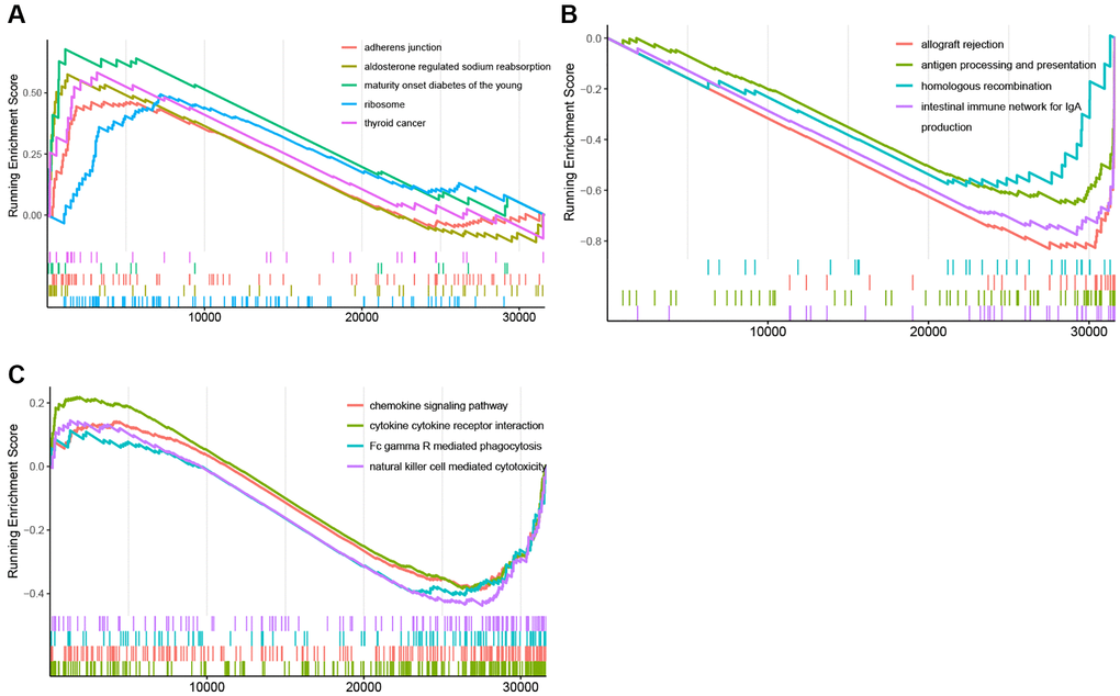 GSEA plots of Hallmark pathway. (A) GSEA plots of the activated Hallmark pathways in the KRAS-mutated group. (B, C) GSEA plots of the suppressed Hallmark pathways in the KRAS-mutated group.