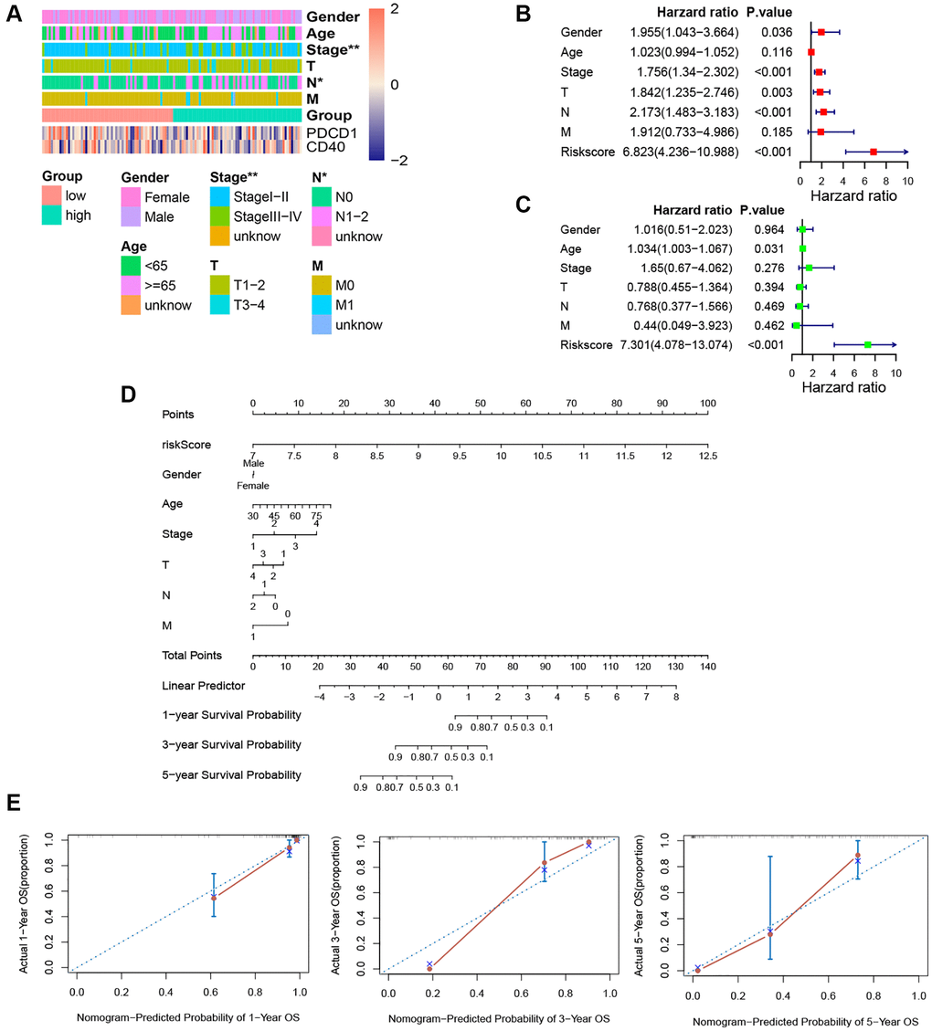 Independence detection analysis and establishment of the prognostic nomogram. (A) The comparison of clinicopathologic features between high-risk and low-risk groups. (B, C) The forest plots for univariate and multivariate COX analyses. (D) The nomogram based on the multivariate COX analysis. (E) Calibration curves for the prediction of 1-, 3- and 5-year overall survival of KRAS-mutated group. (*p **p ***p ****p 