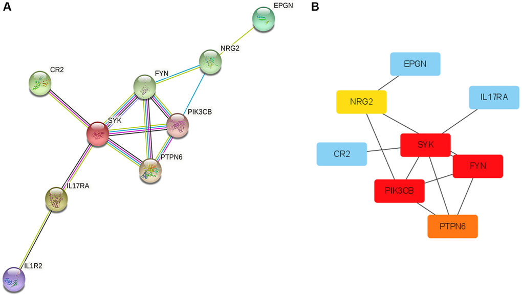 Protein-Protein Interaction (PPI) network and hub genes. (A) The plot of PPI. Edges represent protein-protein associations, blue edges: known interaction from curated databases, rose red edges: experimentally determined interaction, purple edges: protein homology, green edges: neighborhood genes, black edges: co-expression genes. (B) The plot of hub genes.