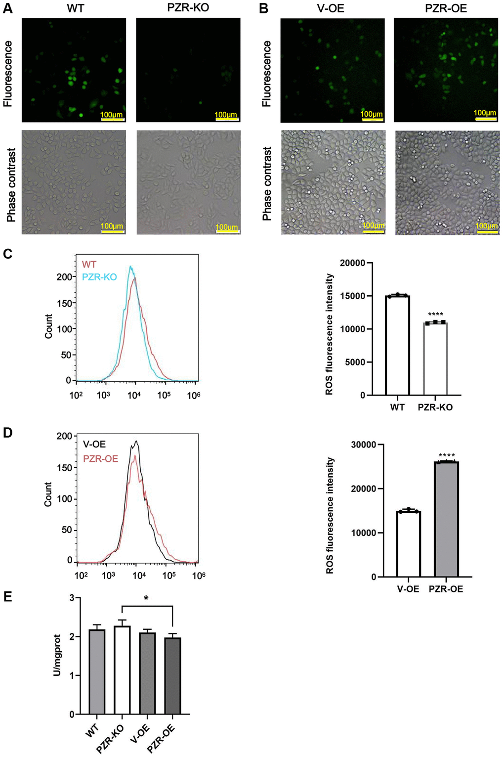 Altered expressions of PZR affect intracellular ROS levels. Wild type (WT), PZR-knockout (PZR-KO), vector-overexpressing (V-OE), and PZR-overexpressing (PZR-OE) SPC-A1 cells were incubated with 10 μM DCFH-DA for 30 min at 37°C in the dark and then viewed under a fluorescence microscope (A, B) or analyzed using a flow cytometer (C, D). Bar graphs show mean flow cytometric fluorescence intensity (magnification, ×100). All assays were done in triplicates. Data in bar graphs represent mean ± SD (n = 3). ****P E) Activities of T-SOD in SPC-A1. *P 