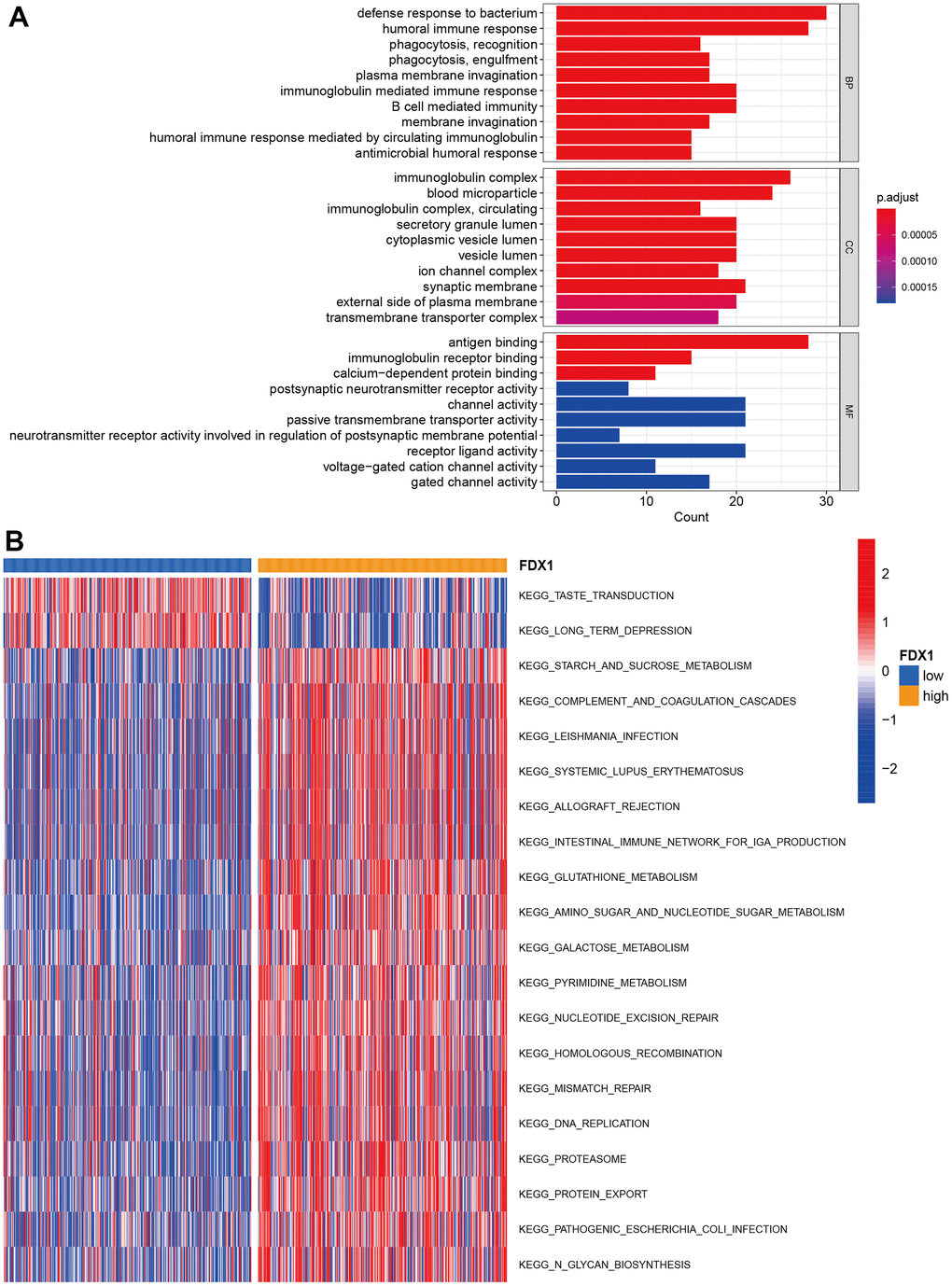 Function and pathway enrichment analysis. (A) GO enrichment analysis. (B) GSVA analysis in high- and low-FDX1 expression groups.