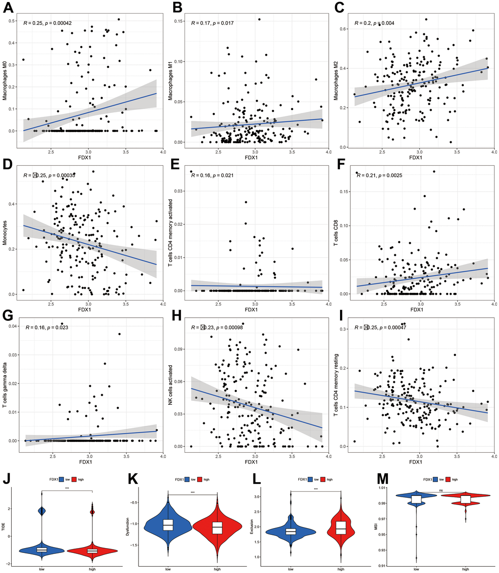 Correlation of FDX1 expression with immune cells and immunotherapy. (A–I) Scatter plot indicating the association between FDX1 and macrophages (M0, M1, and M2), monocytes, activated CD4 memory T cells, CD8 T cells, gamma delta T cells, activated NK cells, and resting CD4 memory T cells. (J–M) Correlation between FDX1 and immunotherapy response using TIDE, dysfunction, exclusion, and MSI.