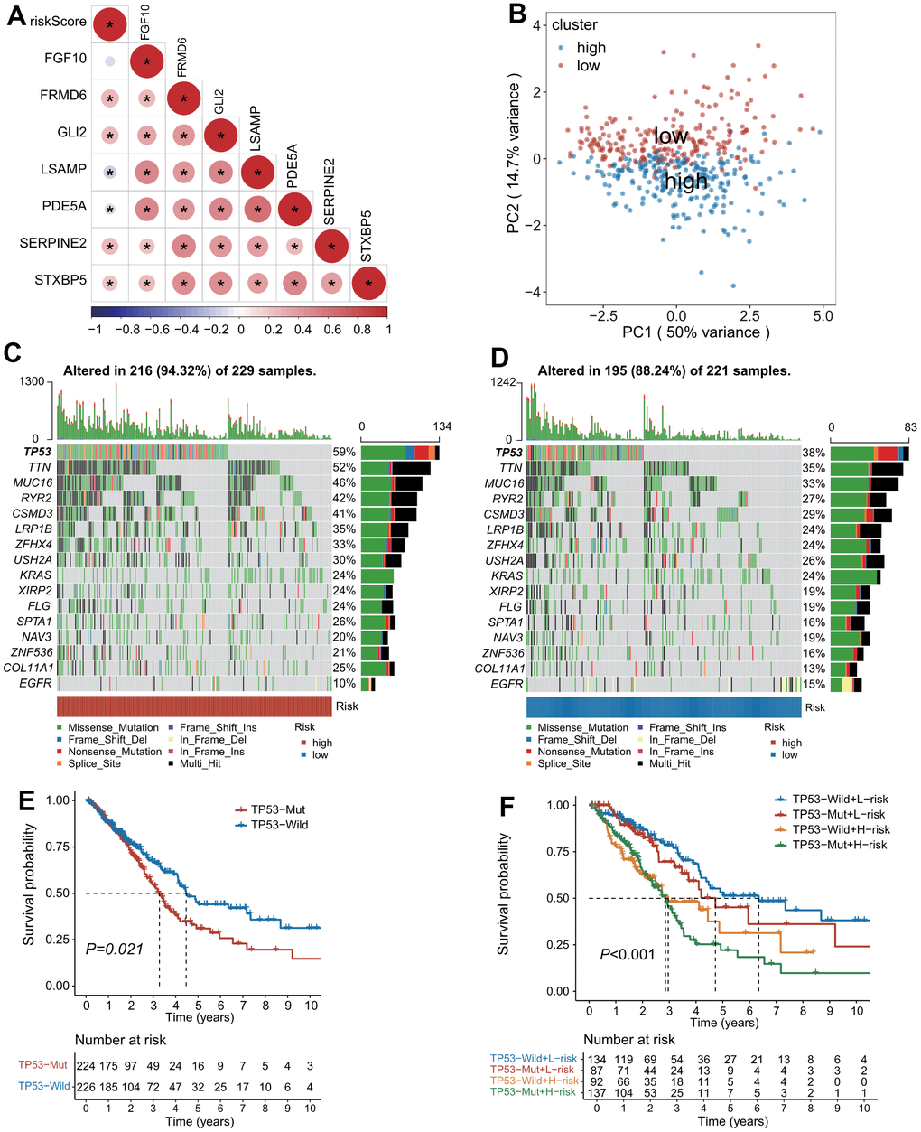 The landscape of genetic alterations stratified by CAFs-related risk signature (CAFRS). (A) A correlation diagram of risk score and expression levels of 7 CAFRS genes. (B) Principal component analysis of seven CAFRS genes to classify patients into low-risk and high-risk clusters. (C, D) Oncoplots depicting the top 15 mutational genes and EGFR between low- and high-risk subgroups. (E) Kaplan-Meier curves of all LUAD patients stratified by TP53 (with highest mutation rate) status. (F) Kaplan-Meier curves of all LUAD patients stratified by TP53 status and CAFRS scores.