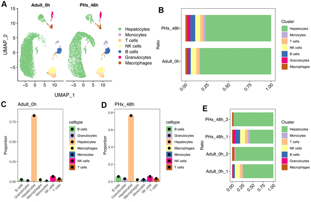 Single cell analysis of cell proportion changes of liver regeneration after PHx. (A) UMAP plot shows the distribution of different cell types of PHx livers. (B) Cell proportion of seven cell types in PHx livers. (C) Bar plot indicates the cell proportion of all seven cell types in liver at 0h after PHx. (D) Bar plot indicates the cell proportion of all seven cell types in liver at 48h after PHx. (E) Cell proportion of seven cell types in PHx livers. The cell proportion in four samples of liver was showed.