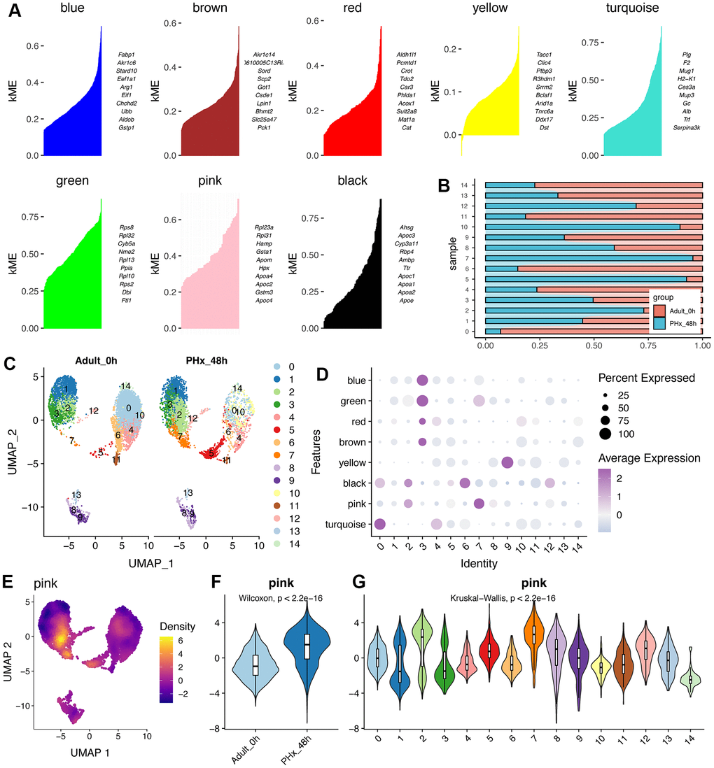 HdWGCNA of hepatocytes reveals the crucial roles of pink module. (A) Eight gene modules were obtained and the top huh gene were presented according to the hdWGCNA pipeline. (B) Cell proportion of hepatocyte clusters in different time points of PHx. (C) UMAP plot shows the distribution of 15 hepatocyte clusters in PHx 0h and PHx 48h. (D) Module activities in different hepatocyte clusters. The module score was estimated by hdWGCNA algorithm. (E) Expression density of the pink module in UMAP plot. The yellow indicates the highest activity score of the module in corresponding cells. (F) Violin plot displays the higher activity of pink module in PHx 48h mice. (G) Activity levels of pink module in 16 hepatocyte clusters.