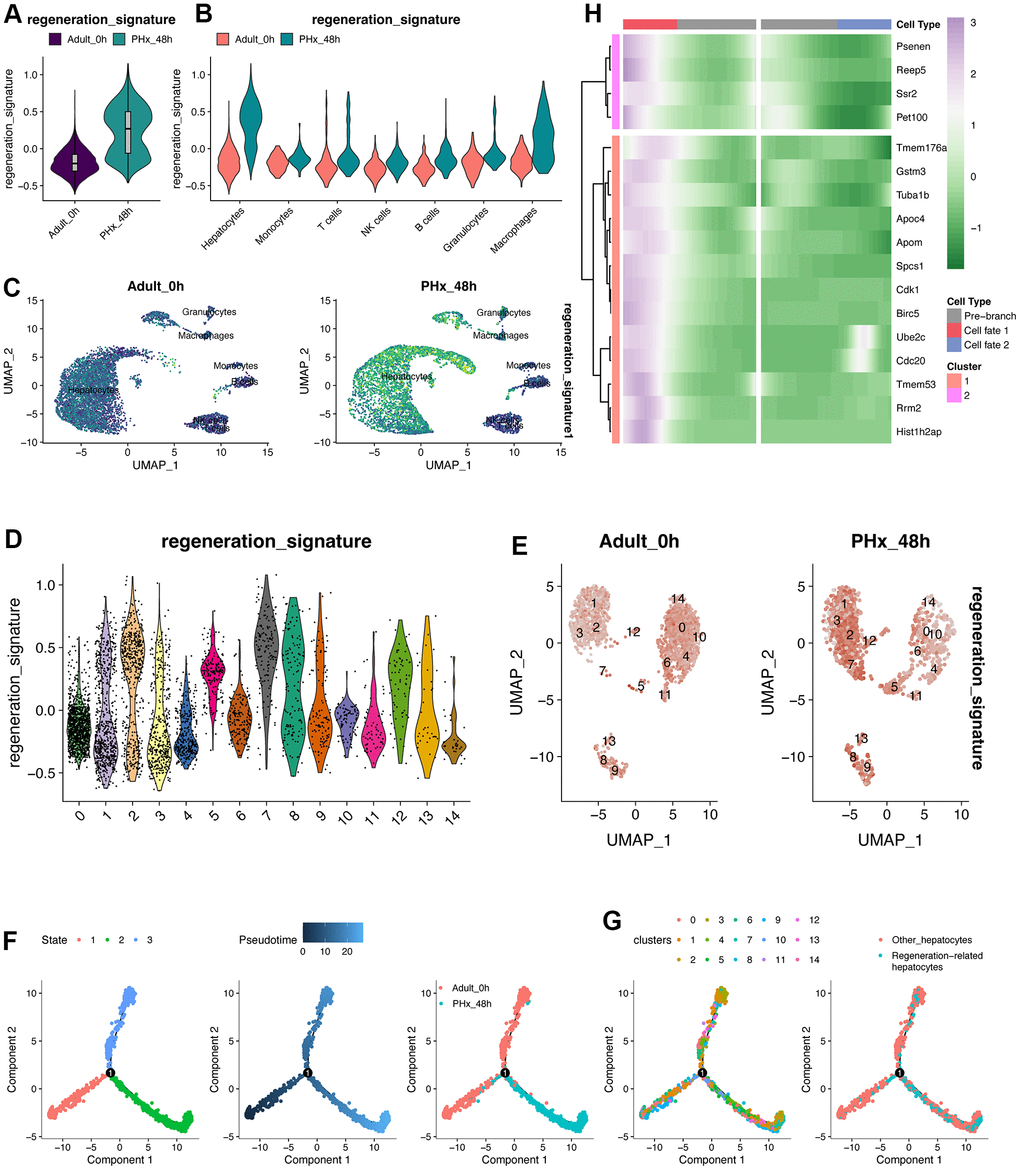 Pseudotime analysis of hepatocytes. (A) Regeneration signature score of pseudo-bulk expression of liver organ under PHx. (B) Regeneration signature score of pseudo-bulk expression of liver organ under PHx. (C) UMAP plot displays the distribution of the regeneration signature in all cell types of the PHx 0h and PHx 48h group. (D) Score of regeneration-related signature in all 15 hepatocyte clusters. The regeneration-related signature was composed of 17 machine-learning-identified genes. (E) UMAP plot depicts the expression changes of the regeneration-related signature. (F) Pseudotime analysis of the hepatocytes. Three states/branches were calculated by monocle2 package based on highly varied genes. (G) Pseudotime distribution of the 15 hepatocytes clusters. (H) Pseudotime heatmap plots the changes of 17 genes following the pseudotime changes.