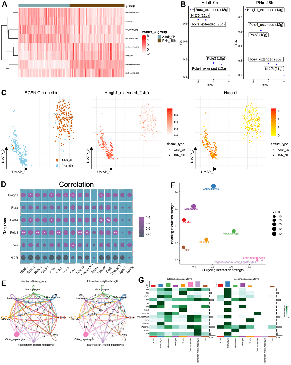 Transcriptional regulatory network and cell-cell communication analyses of hepatocytes. (A) Heatmap shows the differences of TFs in hepatocytes between the PHx 0h and PHx 48h groups. Only 400 hepatocytes were randomly chosen for SCENIC analysis. (B) Top activities of TFs between different groups of hepatocytes. RSS indicates Regulon Specificity Score. (C) Activity distribution of Hmgb1 and expression distribution of Hmgb1 in hepatocytes. (D) Correlation analysis of SCENIC-identified regulons and 17 machine-learning-identified feature genes in bulk RNA-seq of PHx samples. (E) Cellchat analysis of all cell types. Both interaction numbers and interaction strengths were showed. (F) Scatter plot indicates the differences of incoming and outgoing interaction strengths among all cell types. (G) Top cell cytokines were showed in heatmap across all cell types in PHx.