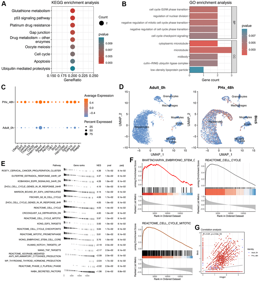 Enrichment analyses of 17-signature-related genes and GSEA analysis of Birc5. (A) KEGG enrichment analysis of 17 regeneration-signature-related genes. Only significant terms were showed and the red color represents lower P value. (B) GO enrichment analysis of 17 regeneration-signature-related genes, showing in bar plot. BP indicates biological process while CC indicates cellular component. (C) Average expression of the 17 genes between PHx 0h and PHx 48 groups, which was displayed using dot plot. (D) Distribution of Birc5 expression in all cell types between PHx 0h and PHx 48 groups. (E) fGSEA analysis of Birc5 and only top significant terms were listed. (F) GSEA analysis of Birc5 gene. The method for ranking detected genes was according to the correlation coefficients with Birc5 gene, which could make us to be capable of enriching Birc5-related terms. (G) correlation analysis between birc5 and Hmgb1.