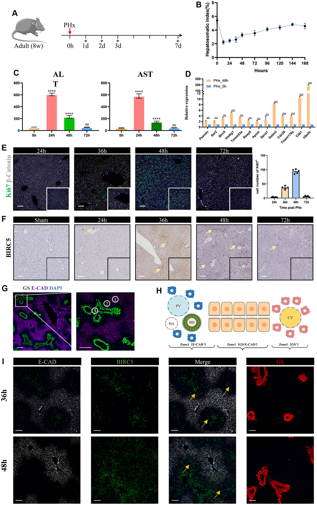 Validation of liver regeneration-related signature post PHx. (A) A schematic of experimental design procedure: Mice underwent surgical resection. Ticks show the time point when mice were sacrificed. Liver tissues are harvested at 24h, 36h, 48h, 72h and 7days. (B) Time curve showed the liver-to-body weight of remanent liver after PHx. Data are mean±sd, ****pC) The levels of serum indicates that liver mass return to normal function after 3days post PHx. (D) Relative expression levels of liver regeneration-related genes in hepatocytes between the PHx 0h group and the PHx 48h group. Data are “mean±sd”, ***pE) Representative immunofluorescence show multiplication capacity of hepatocytes at different time point post PHx, Ki67 (green), β-catenin (gray), DAPI (blue), Scale bar=100μm. Graphical representation indicates that the 36–48-hour time period represents an active mitotic phase. (F) We performed immunohistochemical imaging to evaluate the expression of Birc5 in both post-PHx and Sham livers. The significantly expressed hepatocytes were indicated by yellow arrows, scale bar=100μm. (G) Co-staining of zonal specific markers during homeostasis. Glul, which encodes glutamine synthetase (GS), was exclusively expressed in pericentral hepatocytes, while Cdh1, which encodes E-cadherin, was expressed only in periportal hepatocytes. (H) schematic of liver zonation. (I) Spatial distribution of Bircs5 following PHx at 36h and 48h revealed that liver regeneration-related hepatocytes primarily initiated in zone 2 before proceeding to other regions.