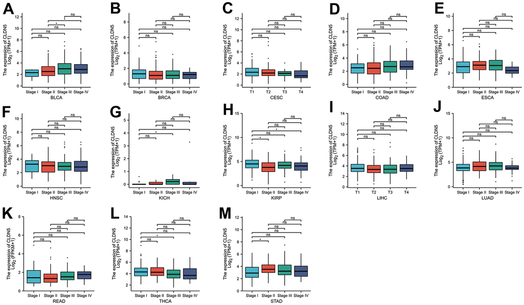 The TCGA data were used to investigate correlations between CLDN5 expression and the major pathological stages including stage I, stage II, stage III, and stage IV. (A–E) Correlations between CLDN5 expression and the major pathological stages of BLCA BLCA, BRCA, COAD and ESCA. (F–J) Correlations between CLDN5 expression and the major pathological stages of HNSC, KICH, KIRP, LIHC, LUAD. (K–M) Correlations between CLDN5 expression and the major pathological stages of READ, THCA, and STAD. For log scale, Log2 (TPM+1) was used. * p 