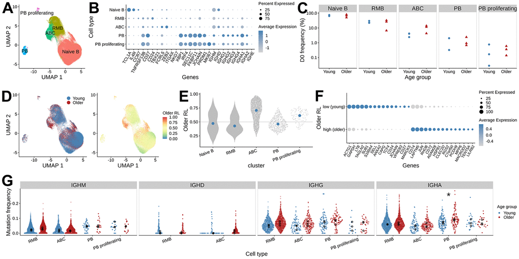 Differences in B cell gene expression between young and older adults prior to vaccination. (A) UMAP visualization of single-cell RNAseq data, colored by B cell subset assignment (RMB: resting memory B cells, ABC: activated B cells, PB: plasmablast). (B) Expression of the marker genes used for B cell subset assignment. Dot plot showing average log-normalized expression of B cell subset marker genes and the fraction of cells expressing the genes in each B cell cluster. (C) The frequency of B cell subsets at pre-vaccination. The x-axis, along with shape and color of the dots, indicates the age group, and the y-axis represents the frequency of B cell subsets in each sample. (D) Pre-vaccination (D0) differential abundance analysis of B cells between young and older adults. The left panel is colored by the age group label. The right panel is colored by the MELD score that indicates older adults-associated relative likelihood; the higher the value, the more likely that the cells with the given gene expression profile are from the older subject samples. (E) MELD score distribution for the B cell subsets. (F) Differentially expressed genes between ABCs with high and low MELD score, were selected from gene set enrichment analysis using enrichR. (G) Mutation frequency distribution of the heavy chain V segments. The mean SHM frequency of each subject is indicated as black dots for each isotype and B cell subset, colored by age group. Wilcoxon rank-sum test was performed to test for the difference in mean mutation frequency between age groups (*: adjusted p-values 