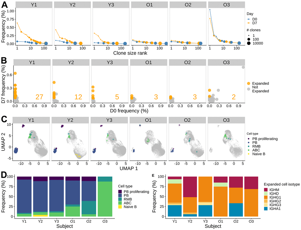 Influenza vaccine induces more clonal expansion in young adults, and the induced clones are more skewed towards memory in older adults. (A) B cell clone size distribution. The size of the dots indicates the number of clones. The x-axis indicates the rank of the clone size, with the rank of 1 being the largest. The y-axis indicates the relative abundance of the clone within the sample. The color indicates the time points. (B) Significantly expanded clones at day 7 post-vaccination. The frequencies of individual clones pre-vaccination and at day 7 post-vaccination were visualized by scatter plot. Fisher's exact test was used to identify significantly expanded clones, highlighted in orange. The number of significantly expanded clones was annotated in the plot for each subject. (C) Significantly expanded clones visualized on a UMAP, highlighted with color indicating the cell type. (D) The cell subset composition of the expanded clones at day 7. (E) Isotype composition of the expanded clones for day 7 samples.