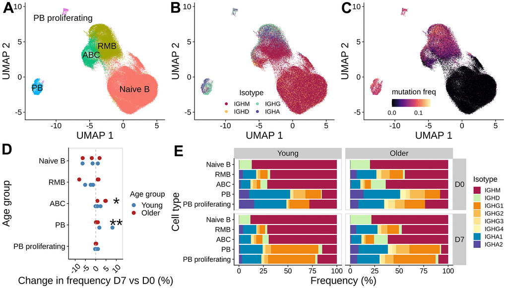 Analysis of B cell subpopulations before and after vaccination. UMAP of gene expression data colored with (A) B cell subset labels, (B) isotype information from the V(D)J sequences, and (C) mutation frequency in the V segment of heavy chain BCRs. (D) Difference in the frequency of B cell subset between day 7 and day 0 for each subject, colored by age group (*: p E) Isotype composition for each cell subset, separated by age group and time point.