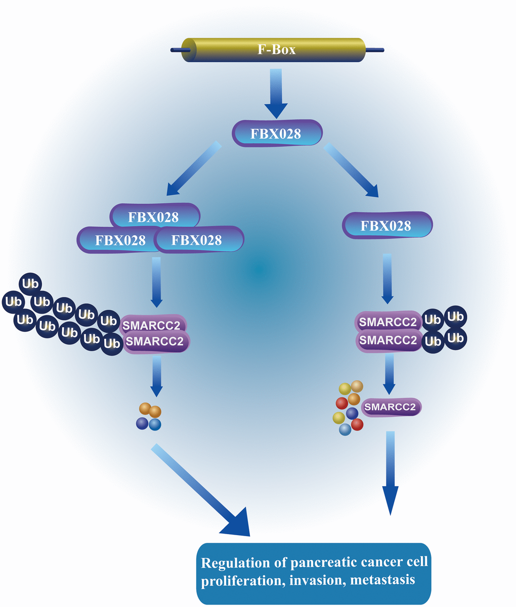 FBXO28 regulates the mechanism of SMARCC2. FBXO28 promotes the proliferation, invasion, and metastasis of pancreatic cancer cells by regulating SMARCC2 ubiquitination.