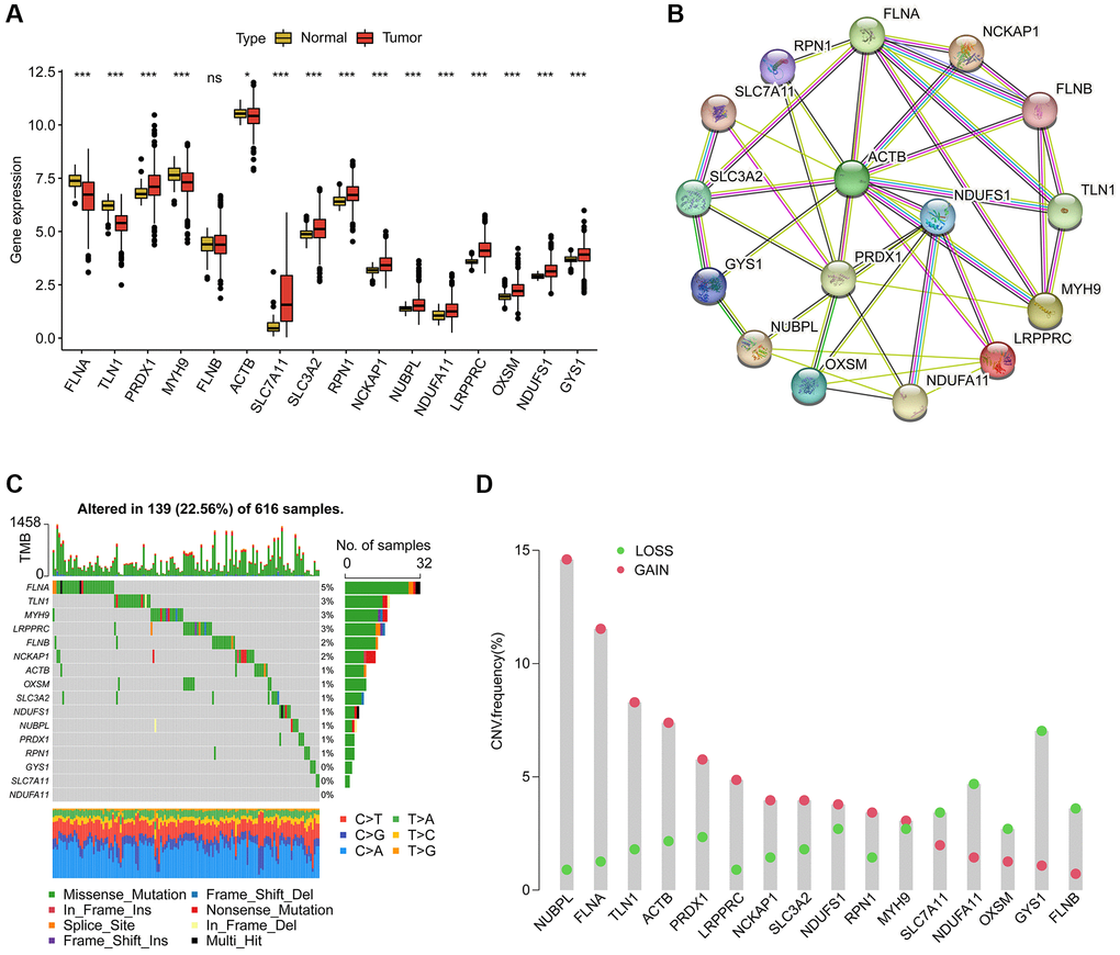 Analysis of disulfidptosis-associated genes (DAG) in LUAD. (A) Differential analysis of DAG in normal and LUAD tissues. (B) Interaction analysis of 16 DAG. (C) Estimation of somatic mutation of DAG in LUAD. (D) Evaluation of CNV frequency of DAG.