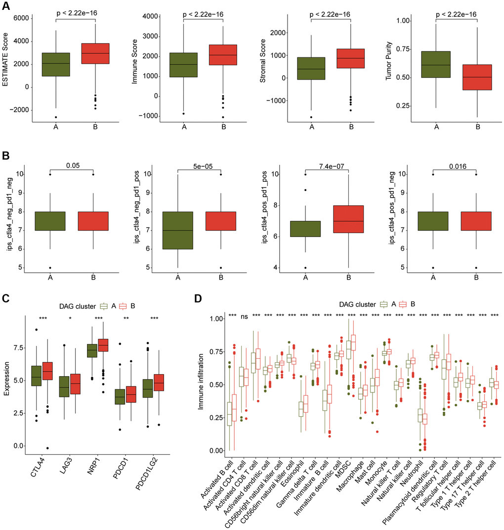 Immune microenvironment landscape characteristic in DAG-based molecular subtypes. (A) ESTIMATE score assessment in DAG-based subtypes. (B) Immunotherapy response of LUAD samples in DAG-cluster A and B. (C) Expression of immune checkpoints in DAG-based subtypes. (D) Estimation of immune cells.